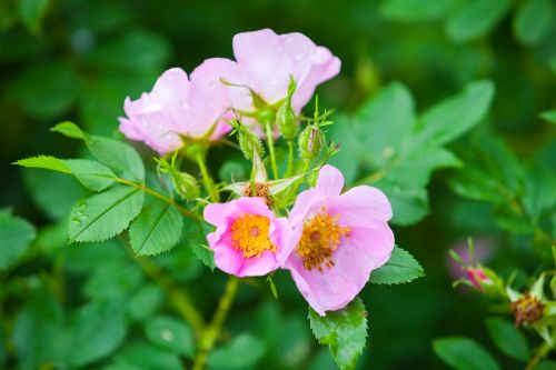 Rose Wildrose Heilpflanzen
