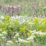 5. Allgäuer Wildkräuterkongress 2023