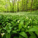 Kulinarischer Waldspaziergang: Bärlauch und viele wilde Frühlingskräuter